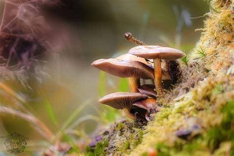 Grant Mcintosh Photographer Youpic