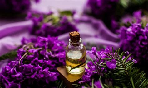 Lavender English Essential Oil 25 Kg 100 Pure At ₹ 9500kg In New Delhi