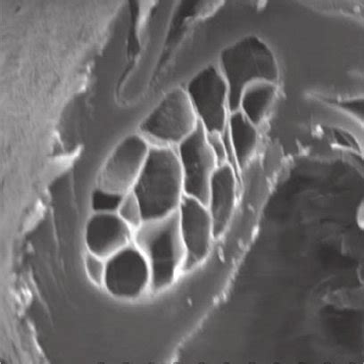 SEM picture showing the tertiary structure of feath - ers, the barbules ...