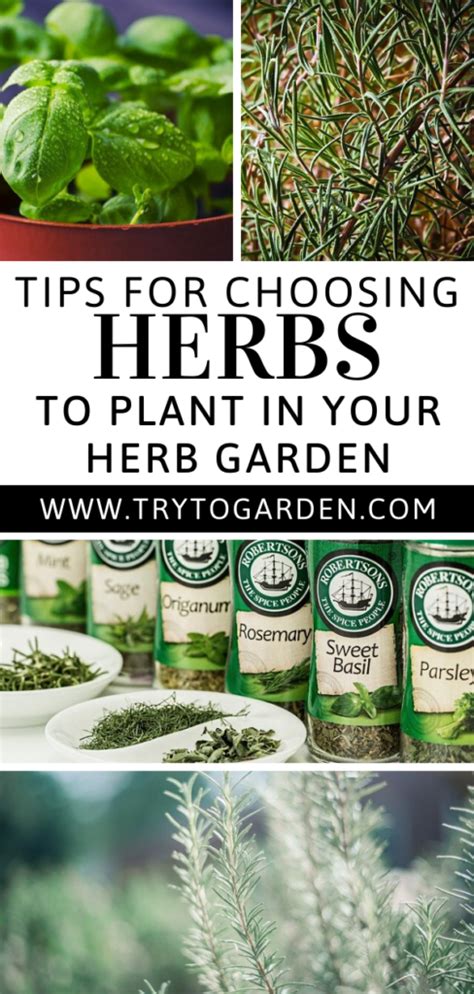 Choosing Herbs For Your Herb Garden Try To Garden