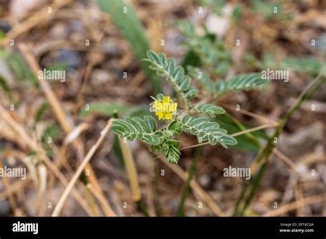 Tribulus Terrestris Puncture Vine Plant In Flower Stock Photo Alamy