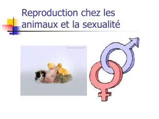 Ppt Physiologie De La Reproduction Chez Lhomme Powerpoint