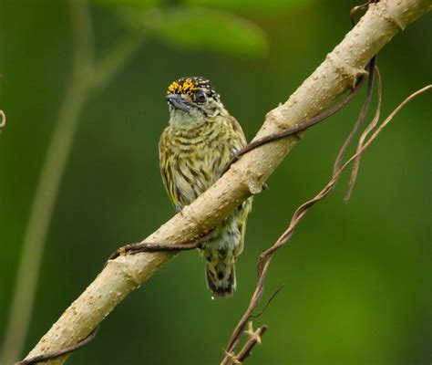 Foto Picapauzinho Dourado Picumnus Aurifrons Por Oscar Abener Fenalti