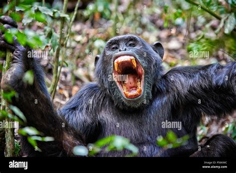 Chimpanzee teeth hi-res stock photography and images - Alamy