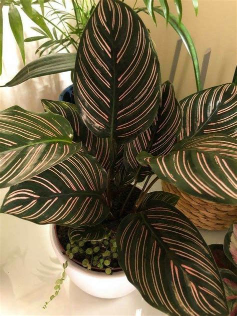 Calathea Ornata Care How To Grow Pin Stripe Plant Artofit