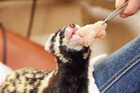 O Que O Furão Come - O que furão come - Guia de alimentação