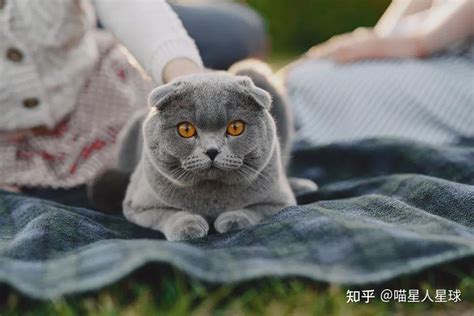 猫咪喜欢你的表现，你家猫咪有几条？ 知乎