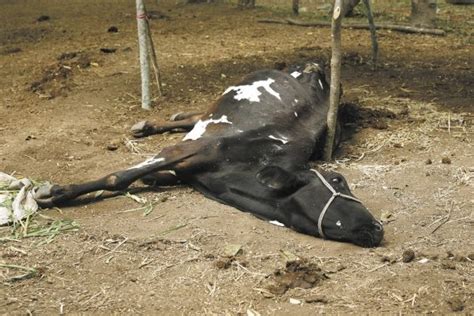 Sequ A Mortal Ganado Se Muere En El Alto Piura Rcr Peru