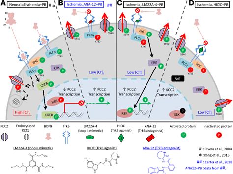 Summary Schematic Of Trkb Signaling Pathways After Neonatal Ischemia