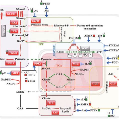 Metabolic Reprogramming In Cancer Cells And Role Of Hdacs In Regulating