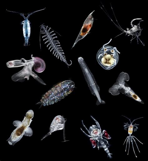 Plankton Life Cycle