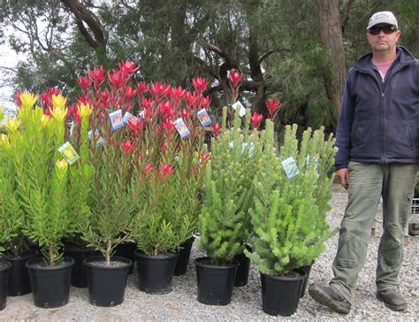 Protea World Plants Online Our Nursery 4 Protea World