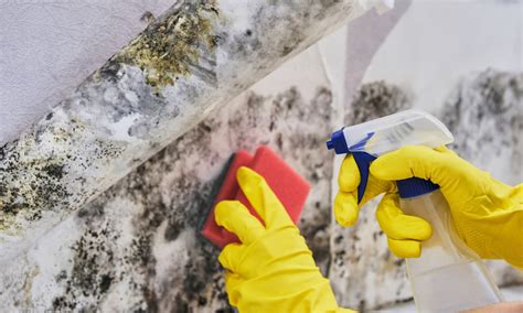 Best Ways To Prevent Mold Growth In Your Home Mold Remediation