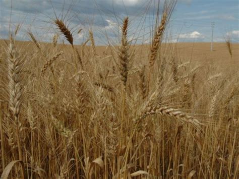 Chuvas Em Sc Epagri Cepa Estima Redu O De Na Produ O De Trigo No