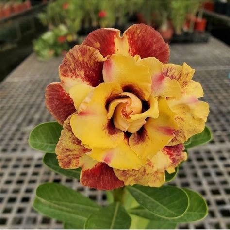 Jual Tanaman Hias Adenium Bunga Tumpuk Bibit Bunga Adenium Kamboja