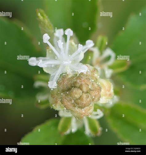 Tropic Croton Croton Glandulosus Stock Photo Alamy