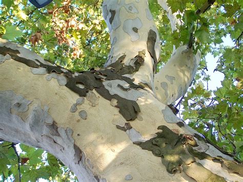 sycamore tree log  photo  pixabay pixabay