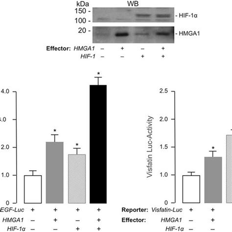 Schematic Representation Of The Human And Mouse Vegf And Visfatin