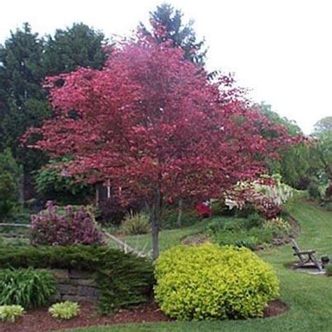 Fagus Sylvatica Tri Color European Beech Bountifulgardens