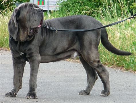 Neapolitan Mastiff All Big Dog Breeds