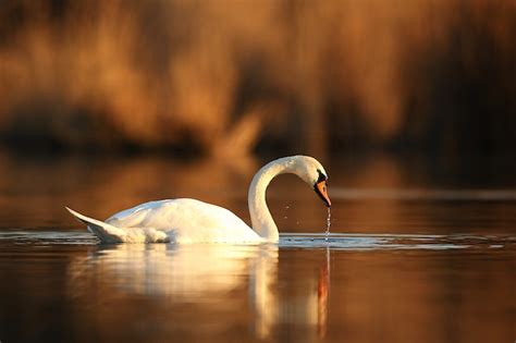 So Ar Con Cisne Entiende Los Distintos Significados