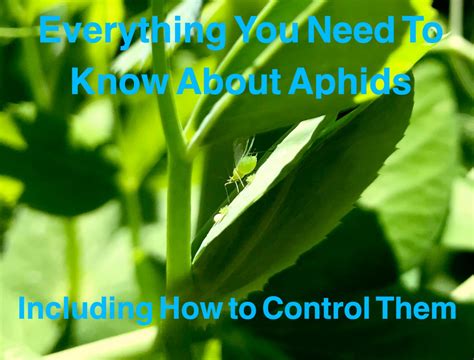 Everything You Need To Know About Aphids Including How To Control Them Full Circle Farm