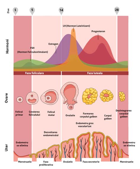 Sistemul Reproducator Feminin Tot Ce Trebuie Sa Stii