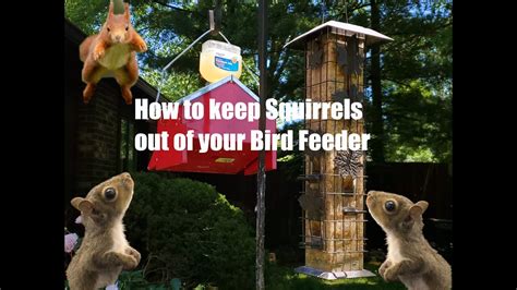 How To Stop Squirrels From Eating Bird Feeder At Ernest Romero Blog