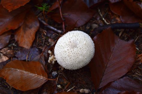 Mushroom Plant Toadstool Free Photo On Pixabay Pixabay