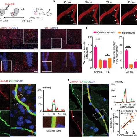 Rap‐rl Normalizes The Cerebral Microvasculature And Increases Cerebral