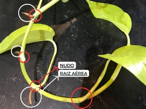 Guia Completa Sobre La Planta Potus Y Como Reproducir Potus En Agua