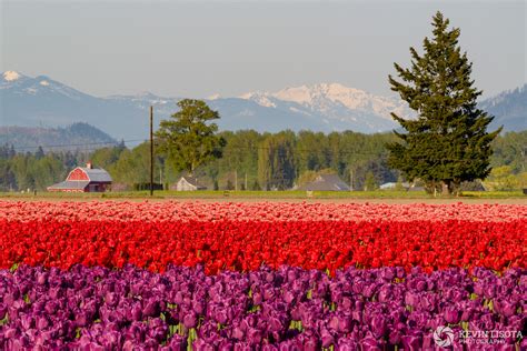 Tulip Fields At The 2018 Skagit Valley Tulip Festival Kevin Lisota