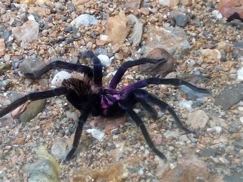 10 Most Colourful Tarantulas With Pictures Spider Advisor