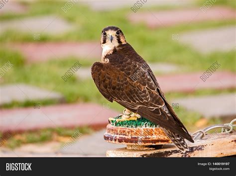 Brown Falcon Falco Image And Photo Free Trial Bigstock