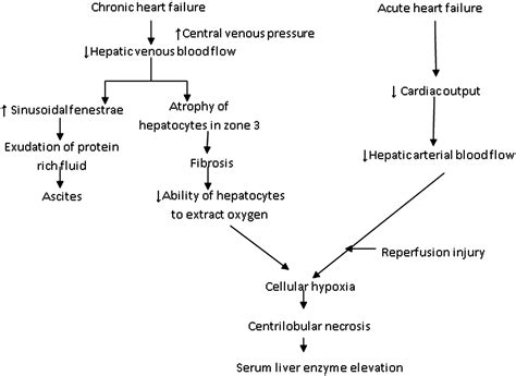 Congestive Hepatopathy And Hypoxic Hepatitis In Heart Failure A Cardiologist S Point Of View