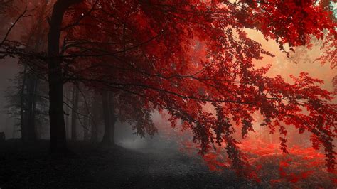 Red 4K Wallpapers - Top Free Red 4K Backgrounds - WallpaperAccess