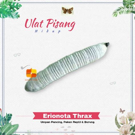 Jual 20 Ekor Ulat Daun Pisang Hidup Umpan Pancing Pakan Burung Kicau