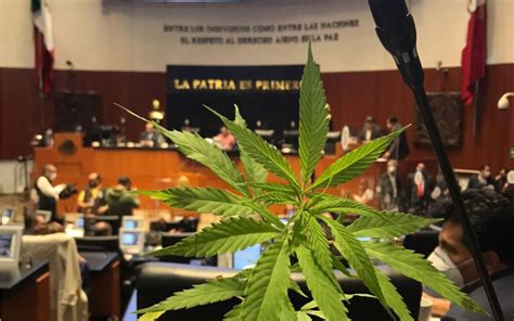 Publican reglamento para producción investigación y uso medicinal de