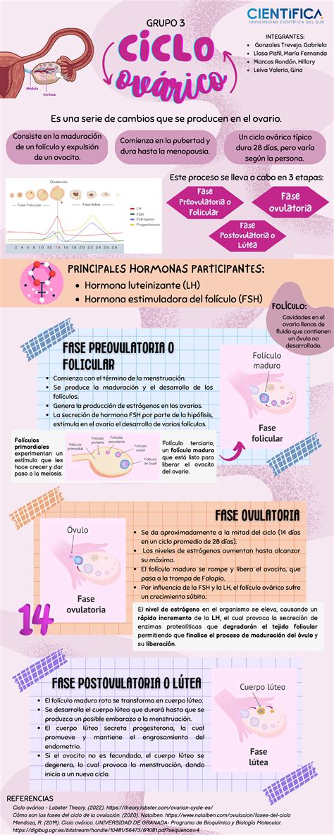 Ciclo Ov Rico Infografia O V R I C O O V R I C O O V R I C O