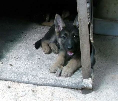 Vendo excelentes cachorros pastores alemán en Santiago Animales