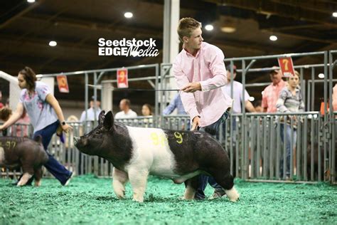 Stc Open Crossbred Boar Show National Swine Registry