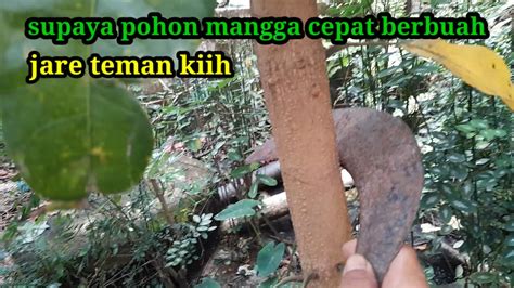 Supaya Pohon Mangga Cepat Berbuah Jare Teman Hi Hi Vlog YouTube