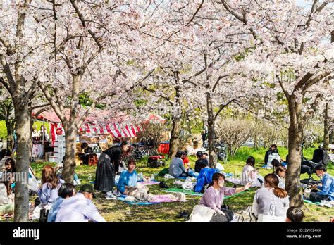 Japan Cherry Blossom People Sitting Under Cherry Blossom Trees In The