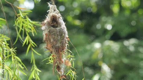 a bird nest in nature close up Stock Video | Adobe Stock