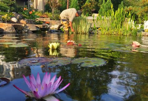Pond Maintenance Service For West Chester Pa Homeowners