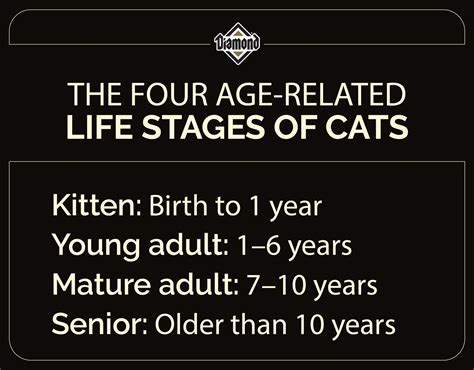 How Long Do Cats Live?