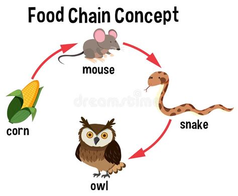 Food Chain concept diagram stock vector. Illustration of corn - 121065282