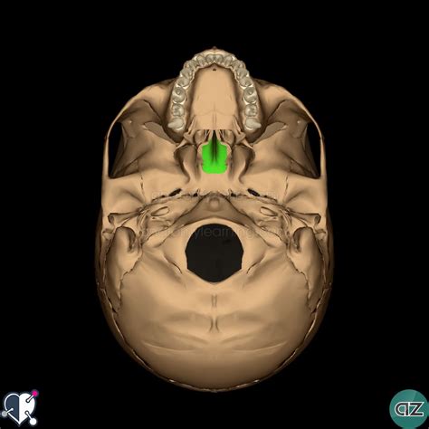 Skull Anatomyzone