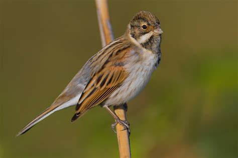 Reed Little And Rustic Buntings Photo Id Guide Birdguides