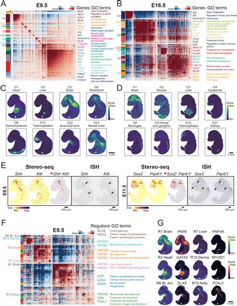 Spatiotemporal Transcriptomic Atlas Of Mouse Organogenesis Using Dna